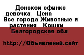 Донской сфинкс девочка › Цена ­ 15 000 - Все города Животные и растения » Кошки   . Белгородская обл.